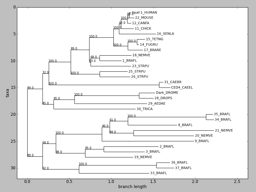 Rooted phylogram, via Phylo.draw